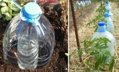 Une technique ingénieuse pour irriguer les plantes tout en économisant beaucoup d'eau