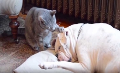 Le chat veut réveiller le chien mais la mission s’avère vraiment difficile tant il dort profondément