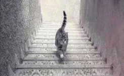 Cette image suscite un vif débat sur Internet - le chat monte-t-il ou descend-il les escaliers ?