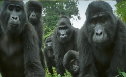 Une peluche « gorille espion» est placée près d’une famille de gorilles par des chercheurs pour étudier leur comportement !