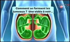 Une étonnante vidéo : Comment se déroule la formation des jumeaux ?
