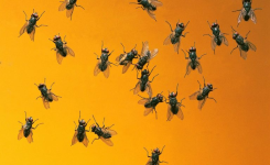 Comment se débarrasser des mouches définitivement et naturellement