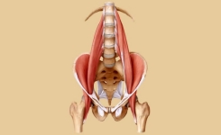 Le «muscle de l’âme» est peut-être le déclencheur de vos peurs et anxiétés !