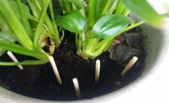 Pourquoi planter des allumettes dans vos pots de plantes ?