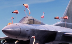 Un court-métrage puissant qui transforme la guerre en message de paix