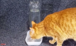 Comment fabriquer un distributeur d'eau pour chat et chien ?