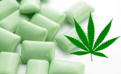 Un chewing-gum au cannabis pour soulager les douleurs de la fibromyalgie !