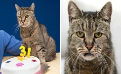 Le plus vieux chat au monde fête ses 31 ans