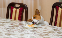 Quels aliments ne faut-il jamais laisser à portée d’un animal ?