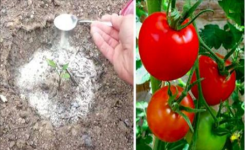 4 conseils pour cultiver des tomates, le résultat vous surprendra