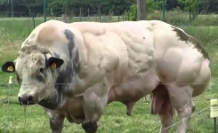 Cette vache est élevée pour obtenir plus de viande : voyez ce qui se passe quand elle essaie de bouger