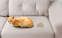 Comment nettoyer de l’urine de chat sur le canapé ?