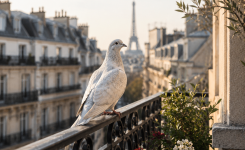 Une colombe près de votre maison : quelle signification ?