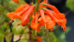 L’arbuste compact aux fleurs orange idéal pour les petits jardins