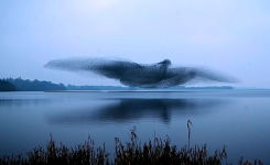 Un groupe de milliers d’étourneaux prend la forme d’un gigantesque oiseau