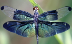 Découvre la signification spirituelle de la libellule : Les vois-tu souvent ?
