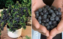 Comment faire pousser vos propres bleuets dans un pot 
