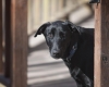 Que symbolise l’entrée d’un chien noir dans votre maison