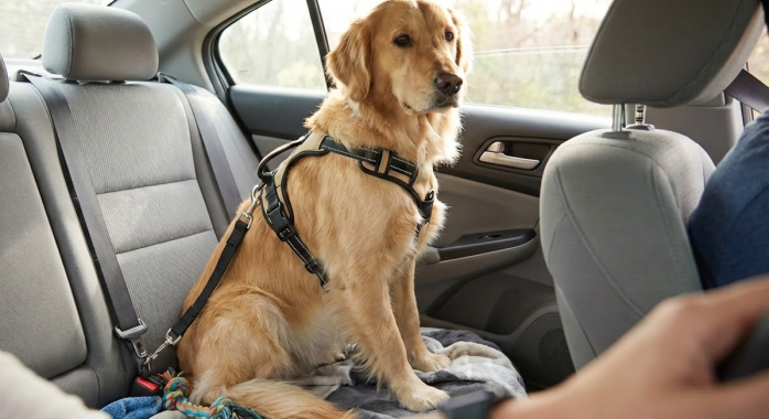 attacher son chien en voiture
