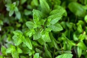 Menthe peut changer nos vies