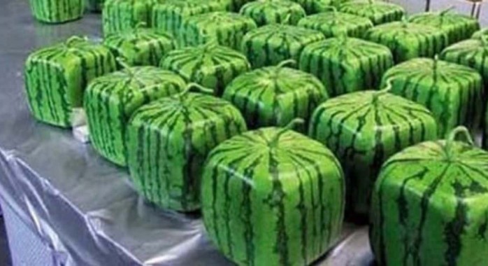 Japon : à la découverte de la pastèque carrée