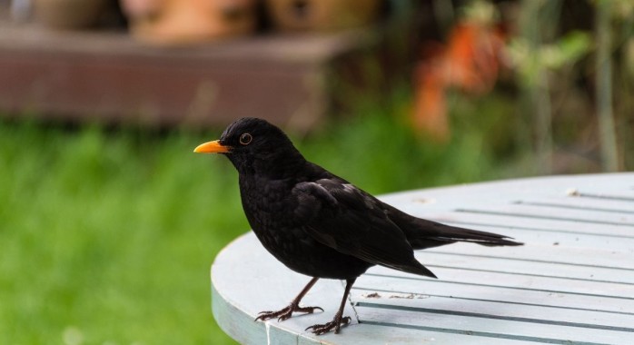 la présence d’un merle dans votre jardin