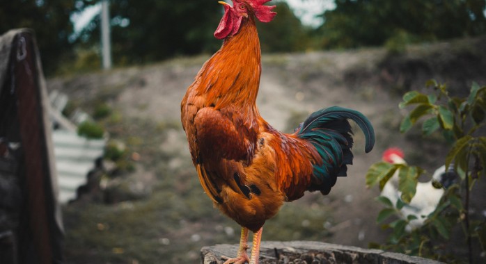 Le chant du coq de mon voisin 