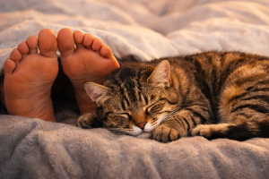 les chats aiment-ils dormir aux pieds de leurs maîtres