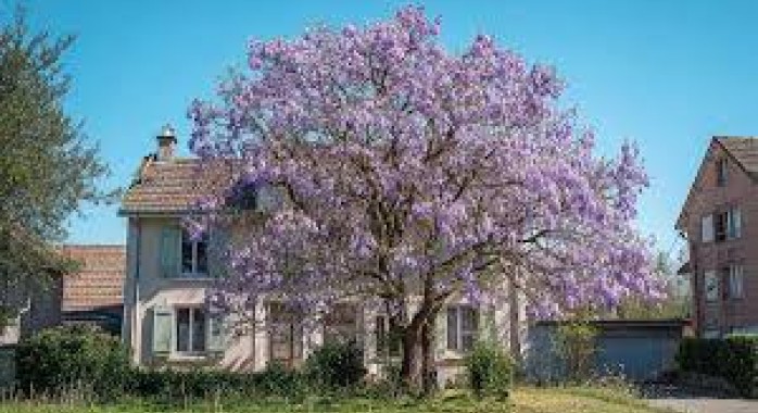  Paulownia impérial 