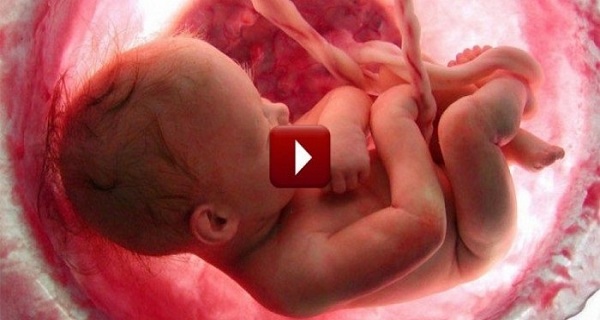 Une étonnante vidéo résume les 9 mois de vie d'un fœtus en quelques minutes Xx