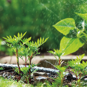 Adapter la taille des végétaux à la taille du jardin<br />F. Marre - Rustica – Jardin de Maizicourt Adapter la taille des végétaux à la taille du jardin<br />F. Marre - Rustica – Jardin de Maizicourt