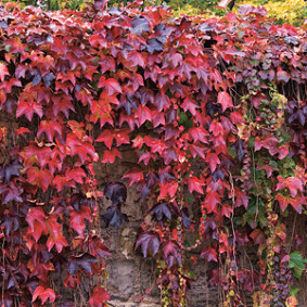 Cacher un mur de jardin avec des végétaux<br />F. Marre - Rustica Cacher un mur de jardin avec des végétaux<br />F. Marre - Rustica