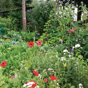 Du sauvage au jardin<br />F. Boucourt - Rustica Du sauvage au jardin<br />F. Boucourt - Rustica