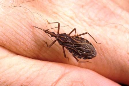 Alerte au Triatomine : Risques et Préventions contre la Maladie de Chagas