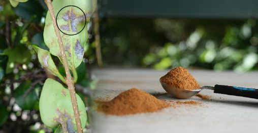 6 raisons de saupoudrer de la cannelle sur vos plantes d’intérieur