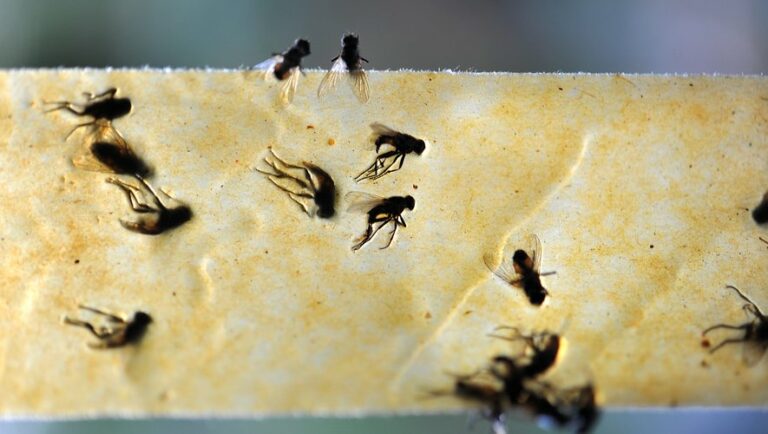 3 solutions naturelles pour se débarrasser des mouches à moindre coût
