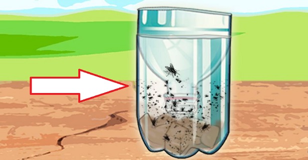 Un piège simple et efficace de vous débarrasser des mouches