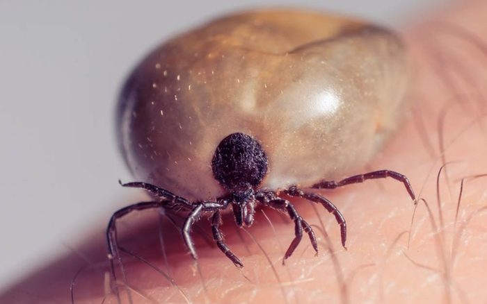 ✅ Enfin un Répulsif Naturel Contre les Tiques Qui Fonctionne Vraiment