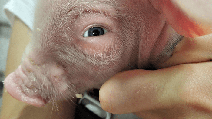 Les scientifiques annoncent la création du premier hybride porc-humain !