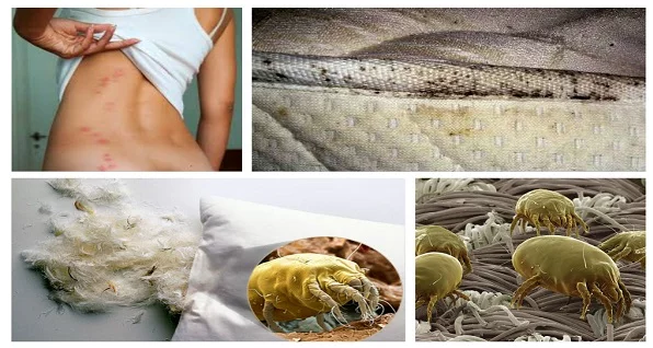 Une astuce très facile pour vous débarrasser des acariens et des punaises de lit