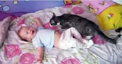 Le bébé pleure désespérément… Regardez ce que le chat va faire !