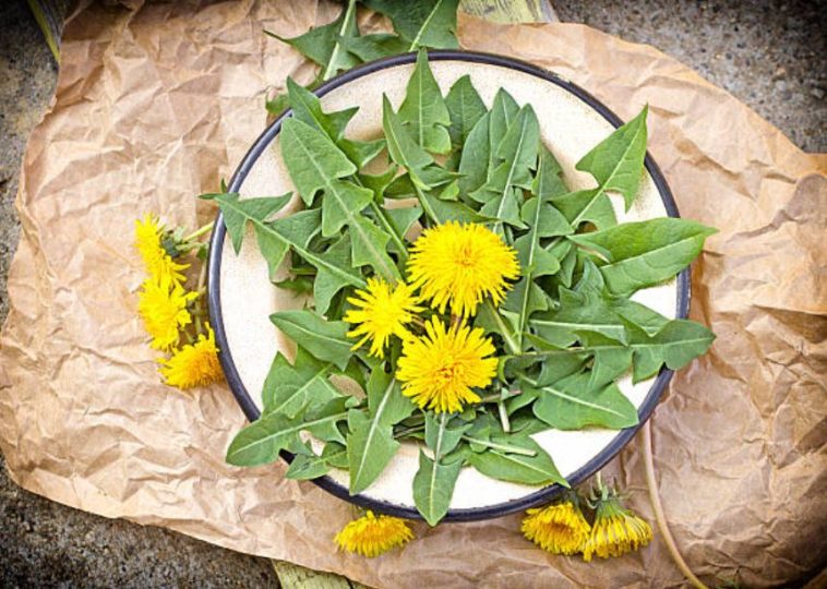 4 « mauvaises » herbes que vous devriez manger… un vrai délice !