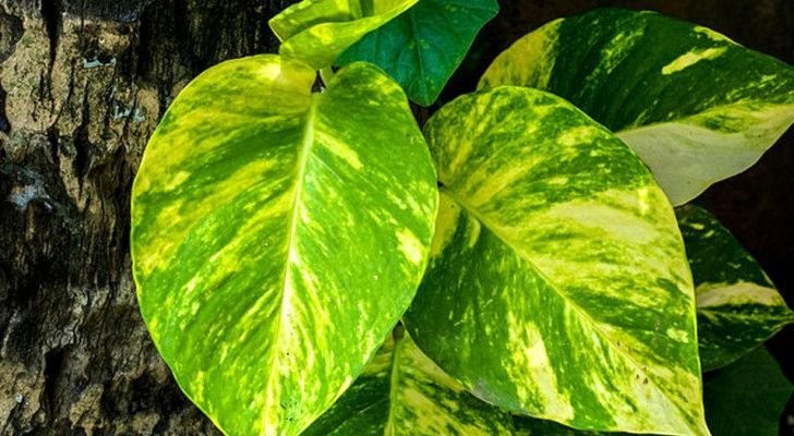 Voici la plante « domestique » qui selon la NASA élimine les agents polluants dans un appartement