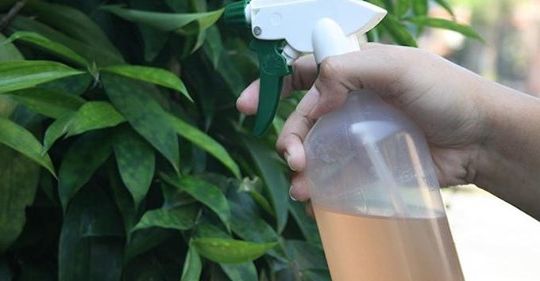 Le Spray Naturel Fait Maison Que TOUS les Insectes DÉTESTENT