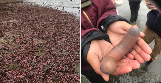 Des milliers de poissons étranges retrouvés échoués sur une plage de Californie