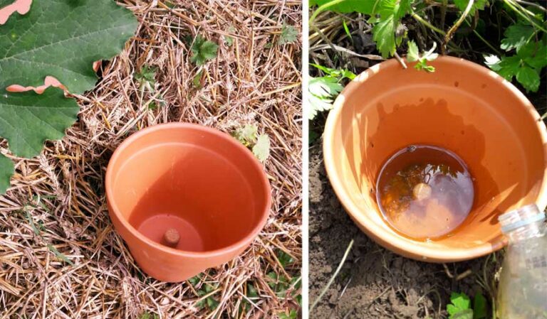 Économiser l’eau au jardin : comment fabriquer des oyas pour moins arroser votre jardin