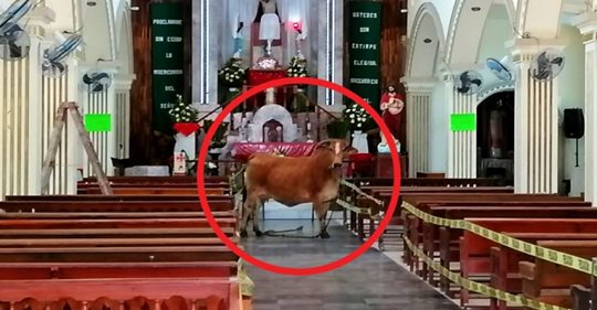 Une vache destinée à l’abattage s’échappe de l’abattoir et se cache dans l’église : elle semble « prier pour sa vie »