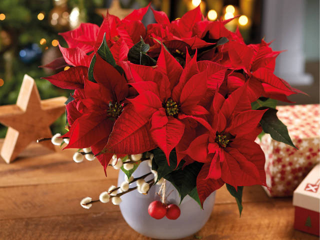Découvrez cette magnifique plante de Noël et les bons gestes à effectuer pour bien l’entretenir