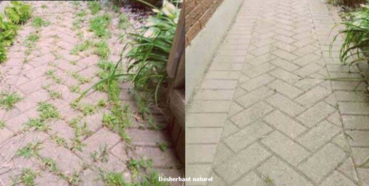 Désherbant naturel : 5 astuces pour vous débarrasser des mauvaises herbes de votre potager, terrasse…
