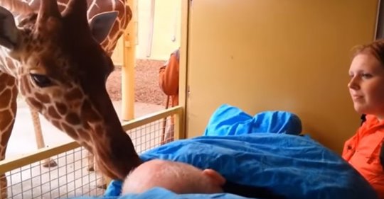 Le gardien du zoo est malade et cette girafe le salue pour la dernière fois avec un « baiser »